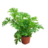 Citronella - Σιτρονέλα